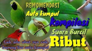 SUARA PIKAT BURUNG RIBUT, Auto panen burung liar