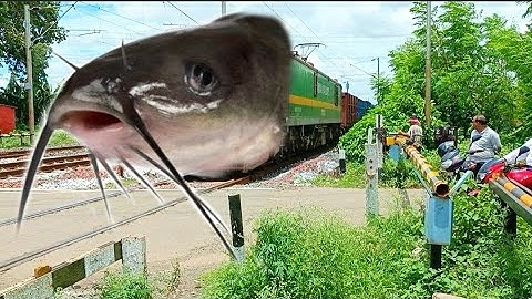 Viral CATFISH Headed Speedy Freight Train Furious Moving Out At Railgate