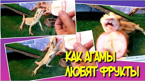 КАК АГАМЫ ЛЮБЯТ ФРУКТЫ.