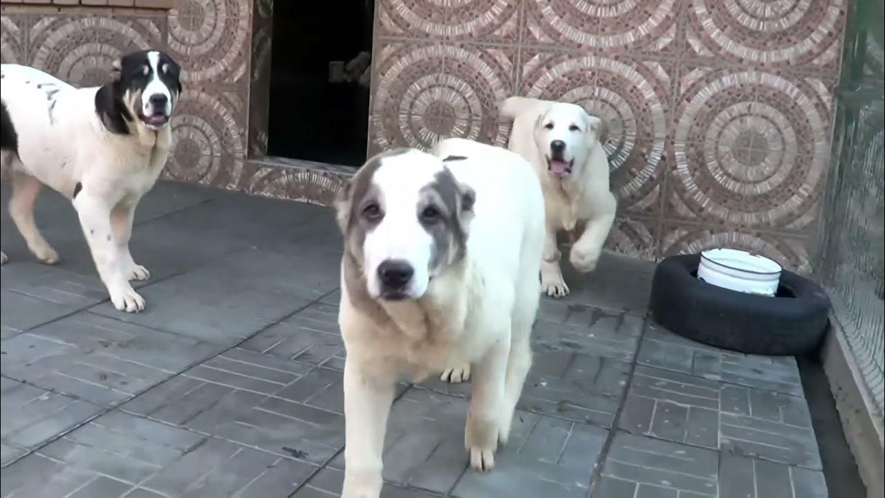 Вес алабая по месяцам таблица с нормами