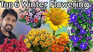 Top 6 winter flowers plants, सर्दियो के 6 खूबसूरत पौधे by The One Page 11,933 views 5 months ago 12 minutes, 58 seconds