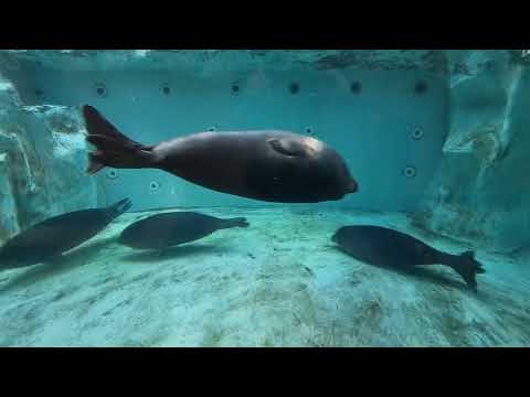 A group of Baikal seals