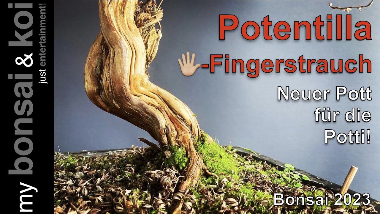 Bonsai 2023-8 - Potentilla - Fünffingerstrauch - neuer Pott für den Potti!