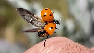 Ladybugs, up close and personal