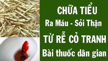 Trị bệnh tiểu ra máu, sỏi thận cực kỳ dễ từ rễ của Cây Cỏ Tranh - Bạch mao căn