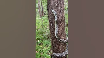 Carpet Python showing off its climbing skills #snake #australia #snakevideo #python #snakecatcher