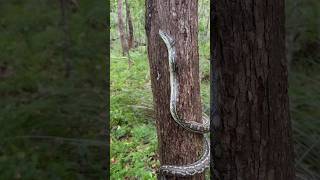 Carpet Python showing off its climbing skills #snake #australia #snakevideo #python #snakecatcher Wealth