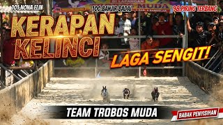 NEW!!! KERAPAN KELINCI TERBARU……..
