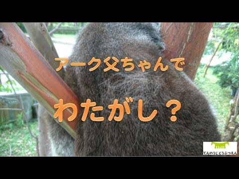 天王寺動物園にコアラを見に行ったらい ...