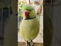 मिट्ठू पापा को याद कर रहा है 🦜😲♥️ #talkingparrot #voice #papa #viral #ytshorts