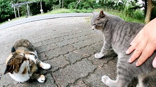 グイグイと甘えてくる灰色猫に嫉妬深い三毛猫がイライラする