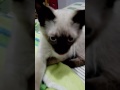 Gatito sacando la lengua xd