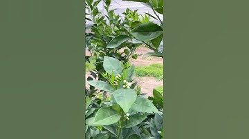 The process of cutting plants using scissors #shorts