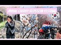 Korea&#39;s BIGGEST Cherry Blossom Festival | Study Abroad Vlog #5