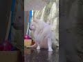Which one...dog game.#trending..#dailylife #dog #pets #minivlog #petshub#animals #love#kids