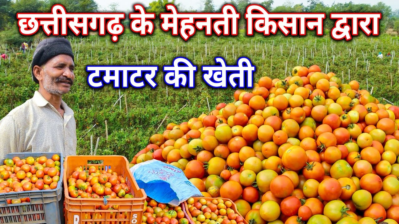 Tomato Farming। छत्तीसगढ़ के मेहनती किसान द्वारा टमाटर की खेती।। Chhattisgarh Me Tamater Ki kheti।