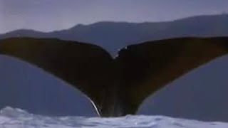 Swimming with a Whale | Extreme Animals | BBC Studios