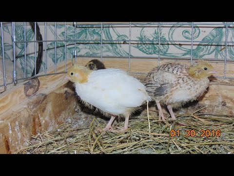 Coturnix Quail - How We Raise Our Coturnix Quail 