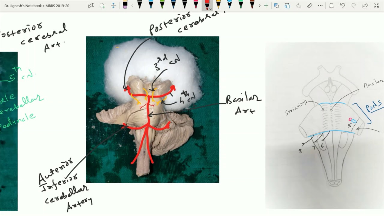 Anatomy of Pons Part 3 - YouTube