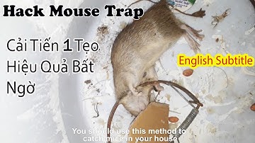 Hack bẫy chuột bán nguyệt siêu hiệu quả / Cách bắt chuột nhà / Bẫy chuột kiểu mới / hack bẫy chuột