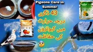 Pigeons Care In Summer 43°C ☀️ 😮‍💨 || Pigeons & Pets || خطرناک گرمی میں کبوتروں کی حفاظت 😰