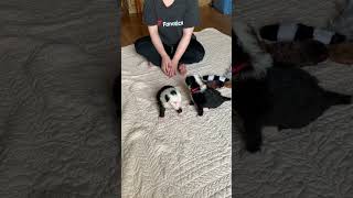 Dottie & Dolly Old English Sheepdog Puppies 4 weeks by Wisconsin Old English Sheepdogs 211 views 9 months ago 3 minutes, 8 seconds