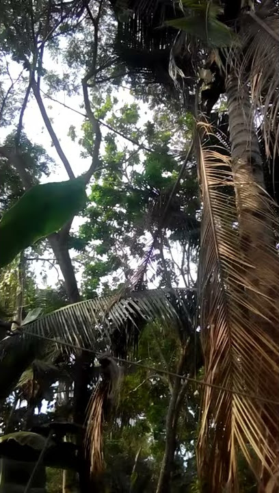 Fenomena suara burung cung cuing