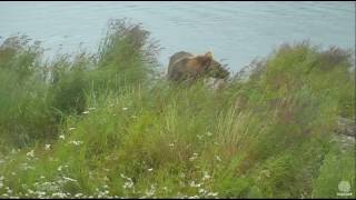 Unknown Sub-Adults Lr Rw 2016-07-20