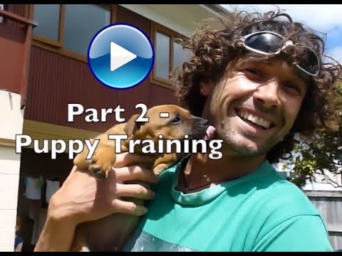 Doggy Dan Video 2  -  Puppy Training