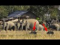 Wild Elephants And Pigs Together