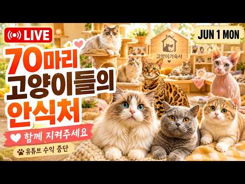 70마리 구조묘들의 따뜻한 안식처｜유튜브 수익 중단, 함께 지켜주세요