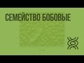 Семейство Бобовые. Видеоурок по биологии 6 класс