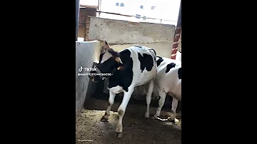 ارقص يا عم صابر ارقص المضمون فى عالم اللحوم 