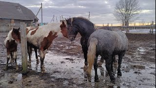 Молодые кобылы ласкают жеребца