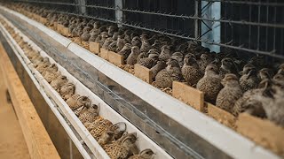 How Quail Egg Hatcheries Earn Millions by Producing Over 15 Million Eggs Annually