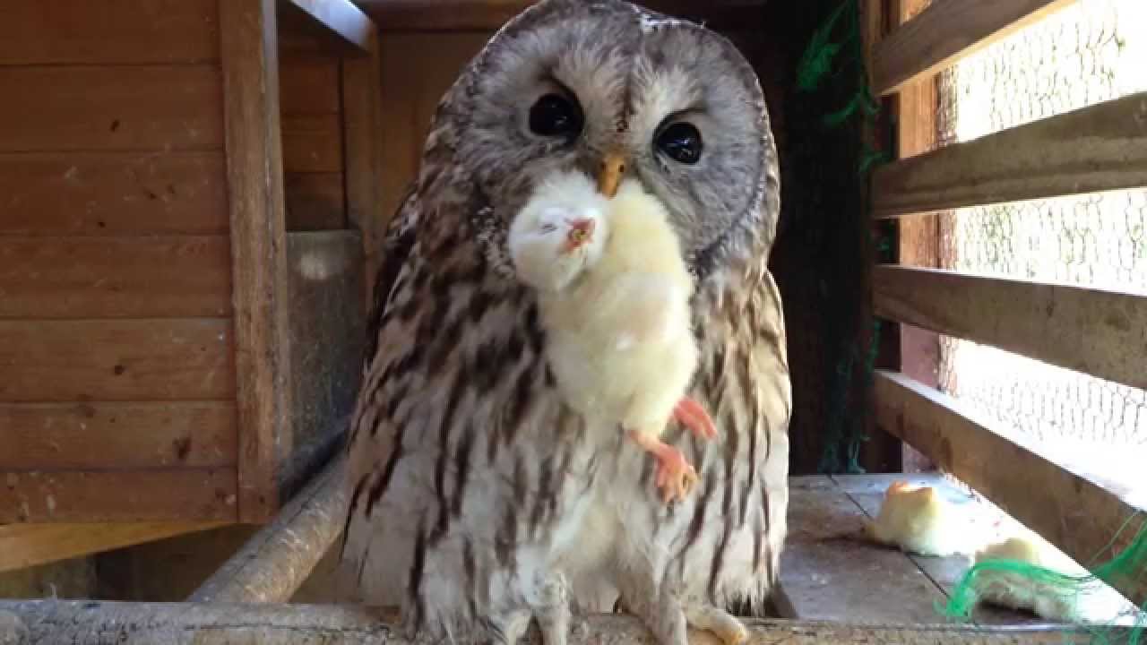 フクロウの可愛い食事風景と鳴き声 Cute Owl Meal Scenery And Cry Youtube