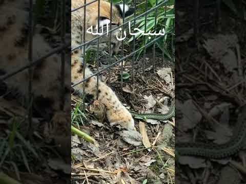 سبحان الله نمر يدافع عن ضفدع 