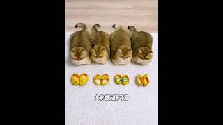 This owner made mango shoes for his cats 😱♥️🥭#shortsvideo