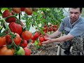 Урожайный, стабильный, детерминантный сорт томатов - «Нерпа»