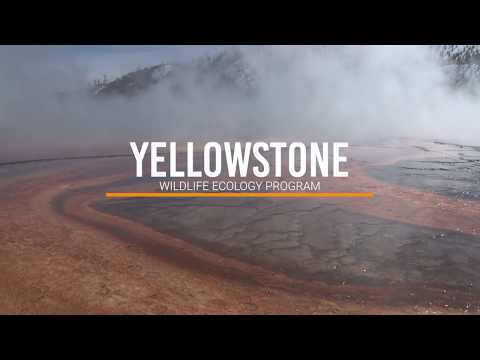 Studying a Yellowstone Icon - Bison Research with EPI