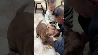 This pit bull met a boy and everything changed. #love #shortvideo #live