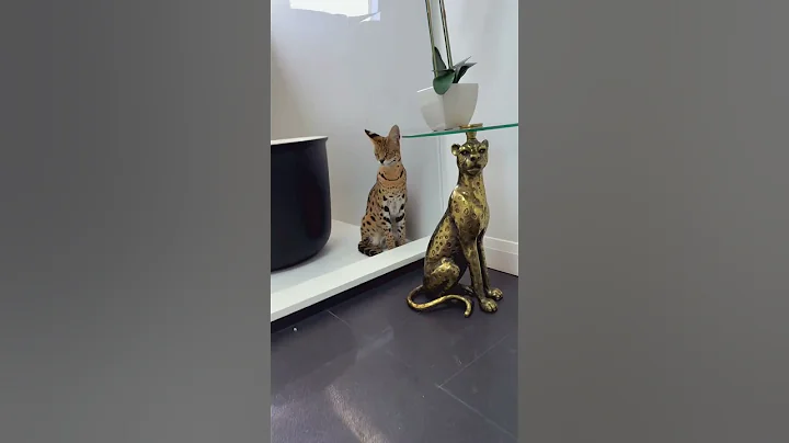 Watch the video about He grew so quickly 🥹 #servalcat#glowup#catshorts#foryou#myboy#cutecat#bigcat#socute#animalshorts#up