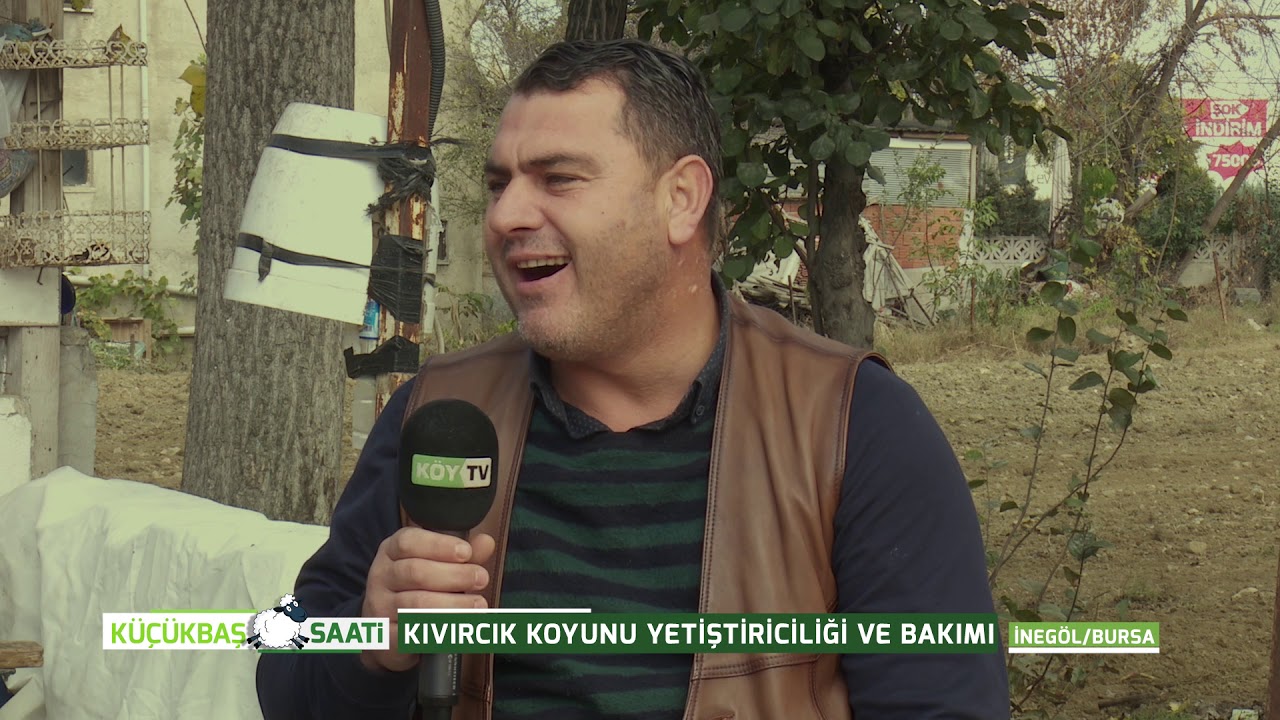 KÜÇÜKBAŞ SAATİ | KIVIRCIK KOYUNU YETİŞTİRİCİLİĞİ