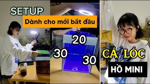 Cách setup HỒ MINI nuôi cá LÓC RED BARITO dành cho người tập chơi ! #suncuong