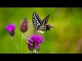 Butterflies And Flowers Relaxing Music