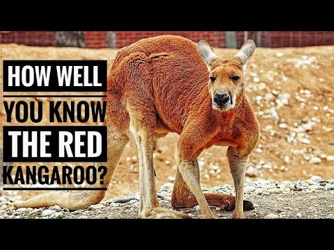 लाल कंगारू || विवरण, लक्षण और तथ्य!