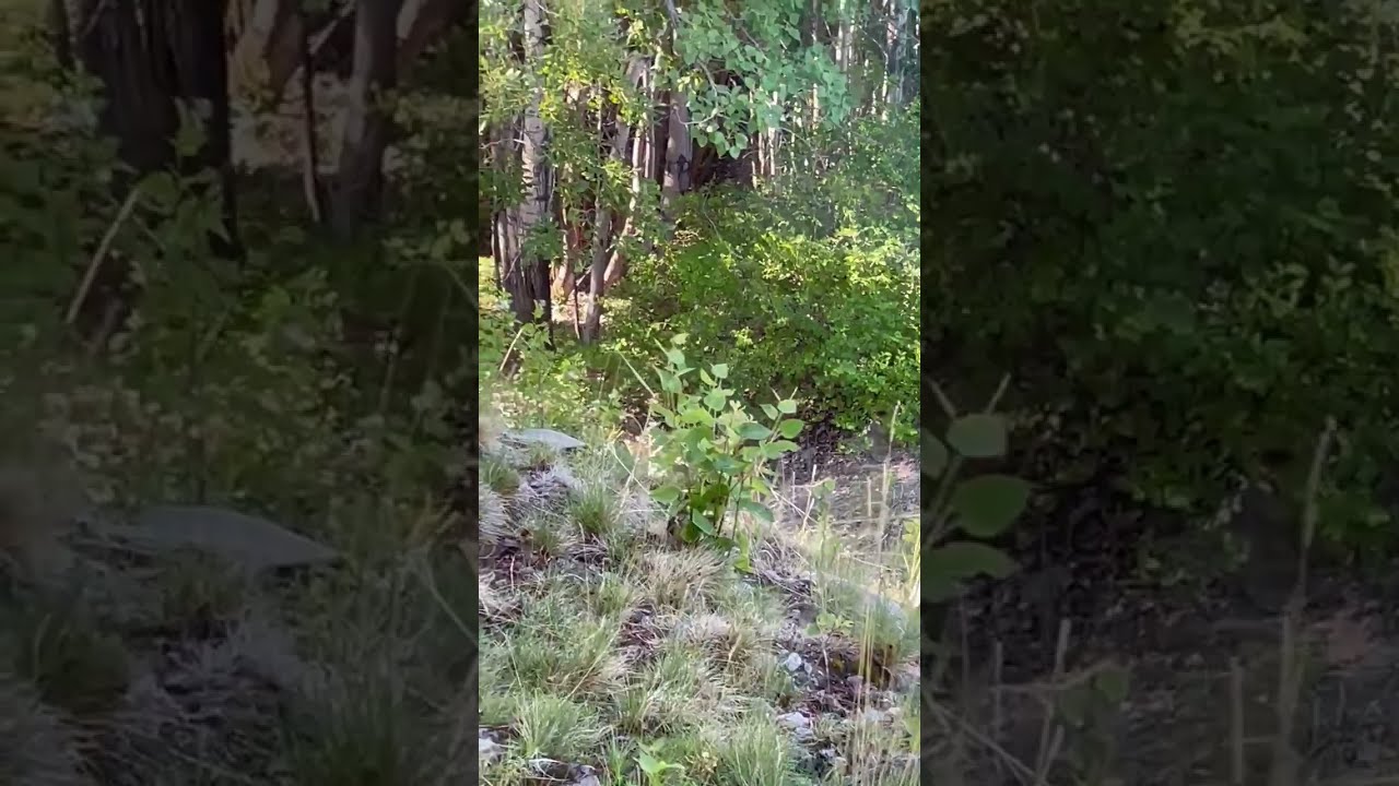 Bobcat Prowls Along Penticton Property