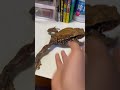 宝物の上にゴキブリが乗ってたからヒキガエルに駆除してもらった #shorts
