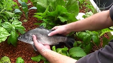 Công nghệ Aquaponics | Mô hình Aquaponics | Babylon Garden