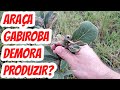 Quantos meses ou anos leva para um pé de Araçá e Gabiroba do campo frutificar? Quando produz frutos?